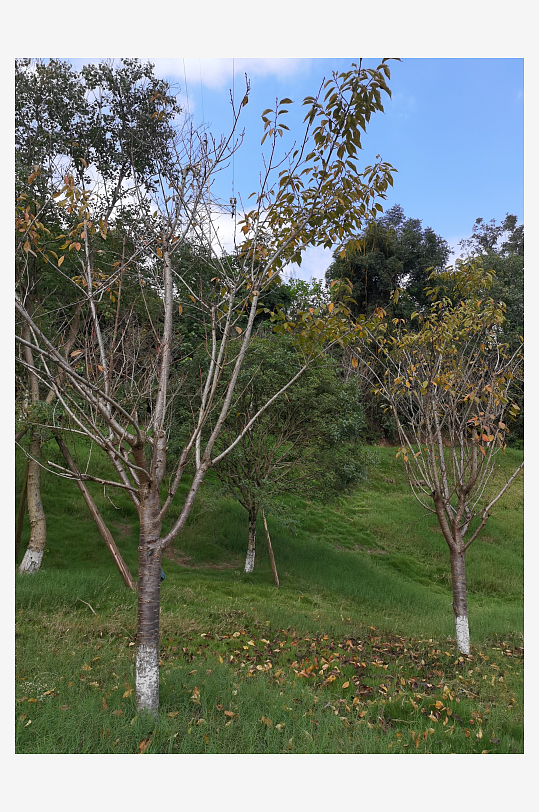 休闲生态公园环境-众图网