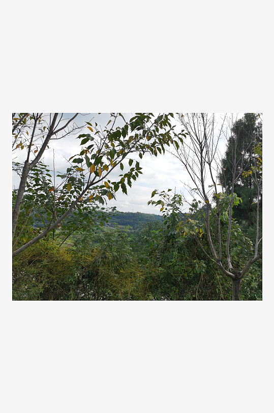 繁茂旺盛的花草树木-众图网