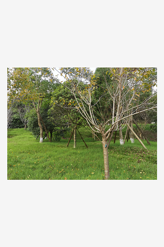 清新宜人的生态公园环境-众图网