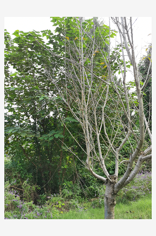 清新宜人的生态公园环境-众图网