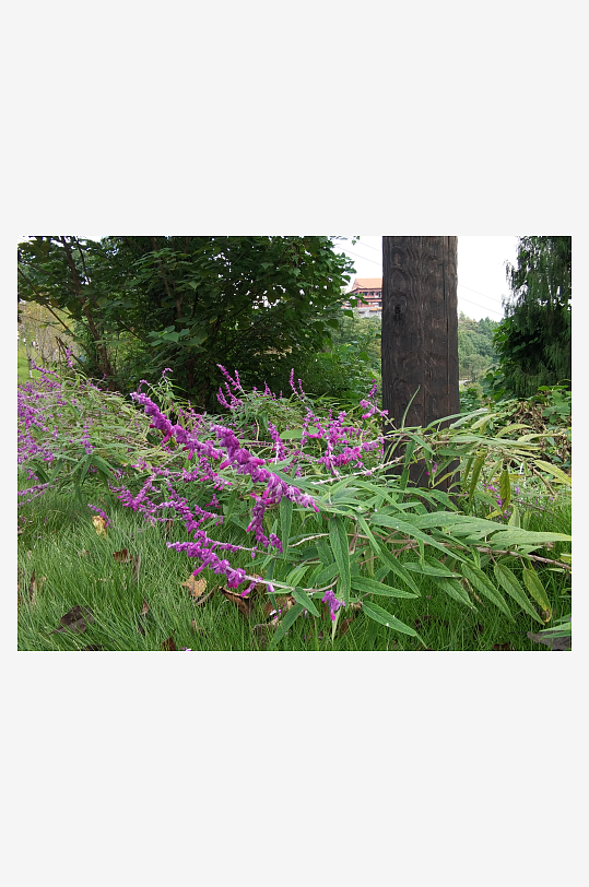 繁茂旺盛的花草树木-众图网