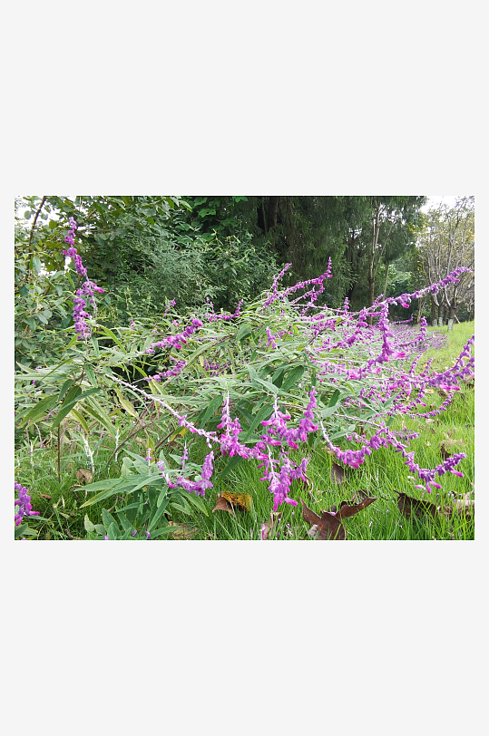 繁茂旺盛的花草树木-众图网