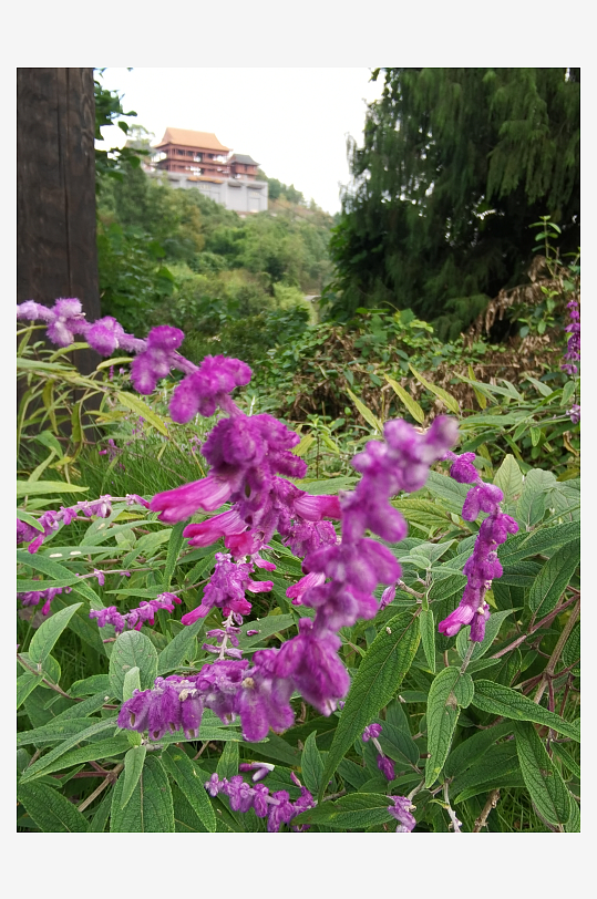 繁茂旺盛的花草树木-众图网