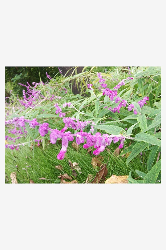 繁茂旺盛的花草树木-众图网