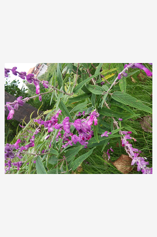 繁茂旺盛的花草树木-众图网