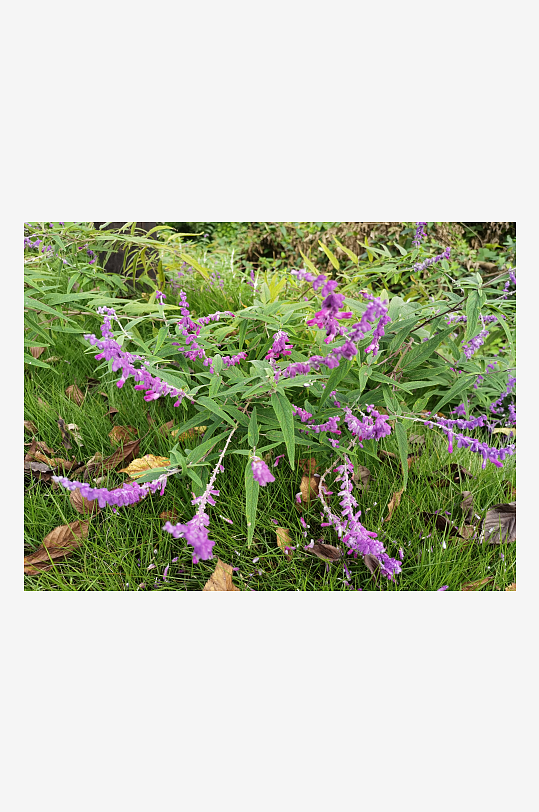 繁茂旺盛的花草树木-众图网