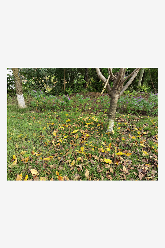 繁茂旺盛的花草树木-众图网