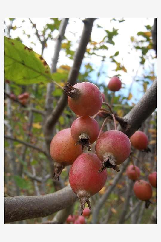 秋日里树上红果挂枝头-众图网