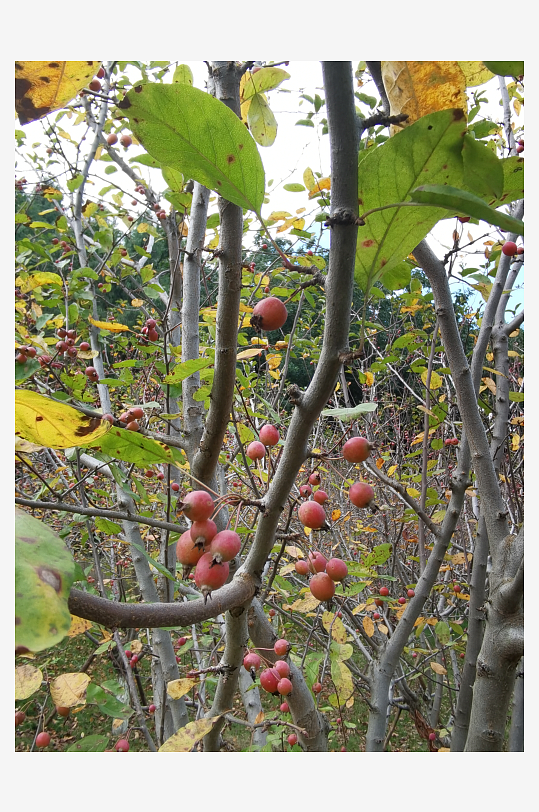 秋日里树上红果挂枝头-众图网