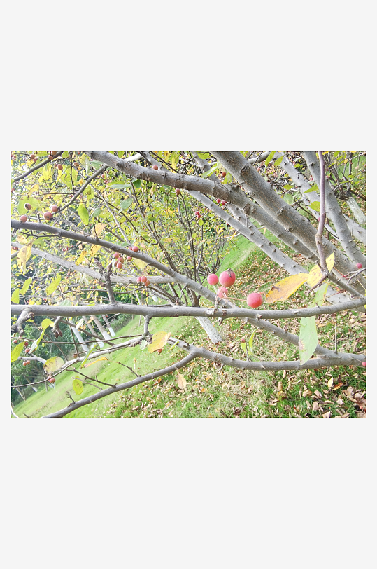 秋日里树上红果挂枝头-众图网