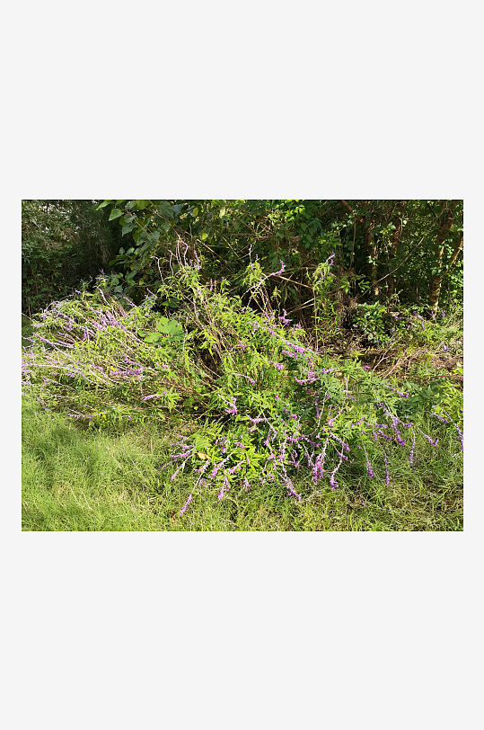 秋日里清新林间风光-众图网