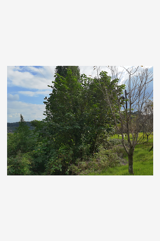 舒适宜人的林间风光-众图网