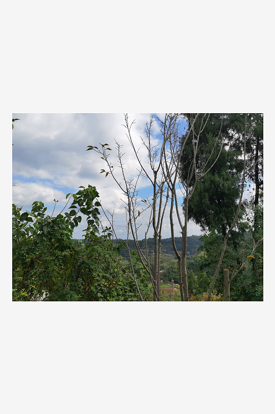 清新宜人的林间风光-众图网