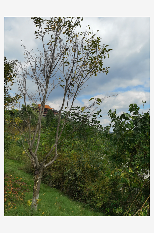 清新宜人的林间风光-众图网