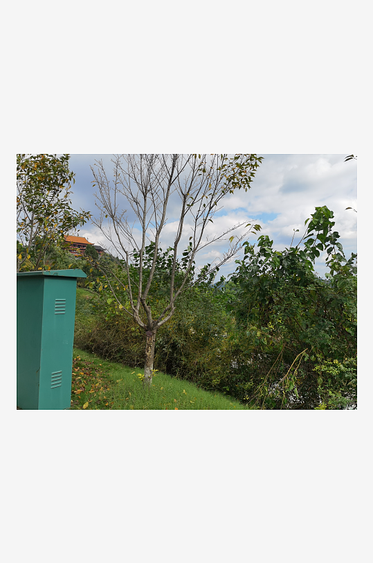 清新宜人的林间风光-众图网