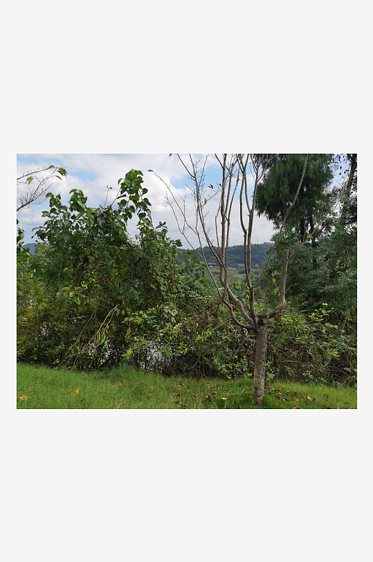 清新宜人的林间风光-众图网