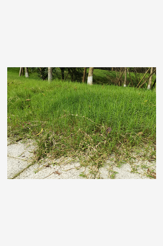 林间草地与枯黄落叶-众图网