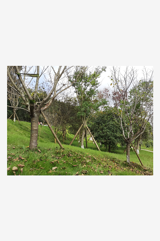 清新悠闲的林间风光-众图网