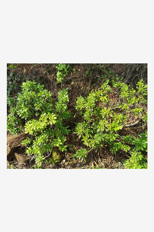 繁茂生长的小野菊-众图网