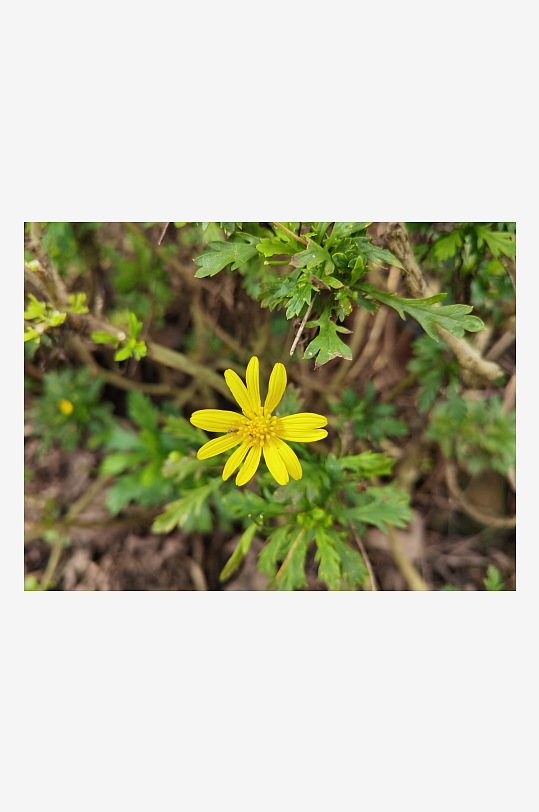 繁茂生长的小野菊-众图网