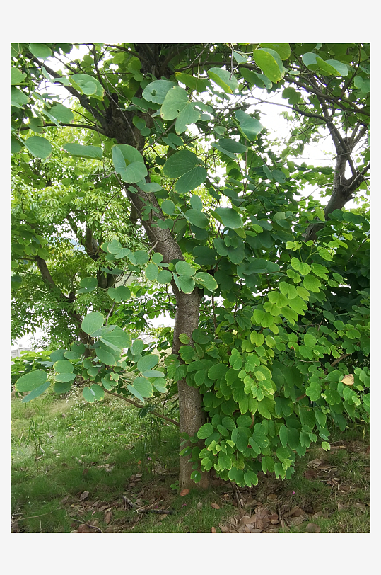 繁茂的羊蹄甲枝叶-众图网