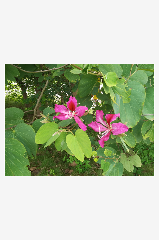 繁茂的羊蹄甲枝叶-众图网