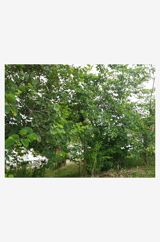 繁茂的羊蹄甲枝叶-众图网