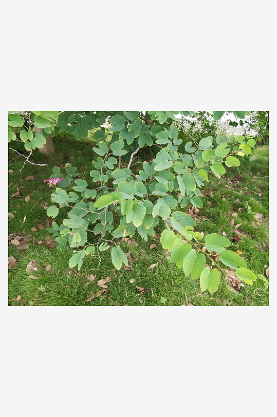 繁茂的羊蹄甲枝叶-众图网