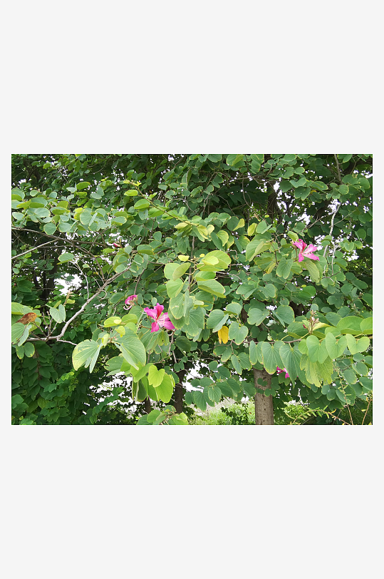 繁茂的羊蹄甲枝叶-众图网