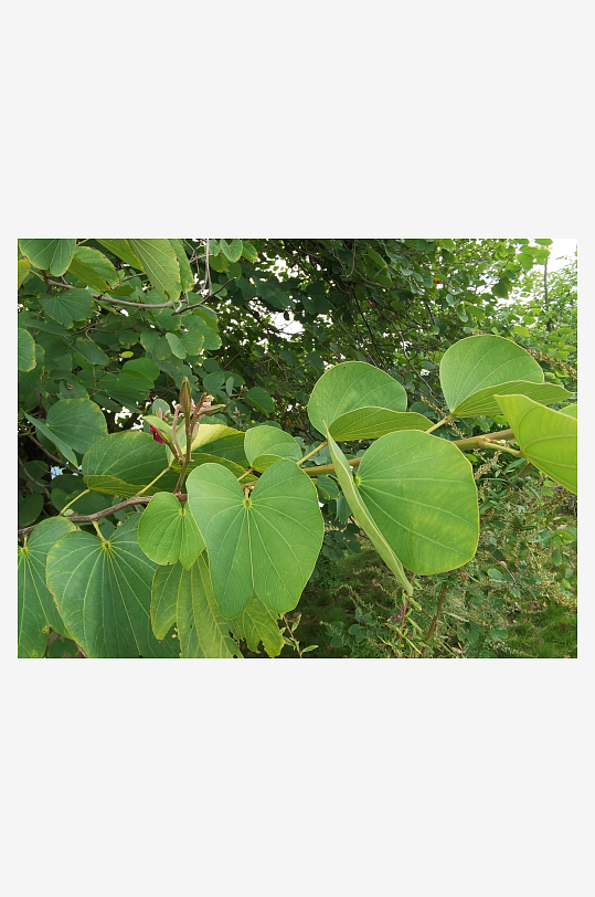 繁茂的羊蹄甲枝叶-众图网