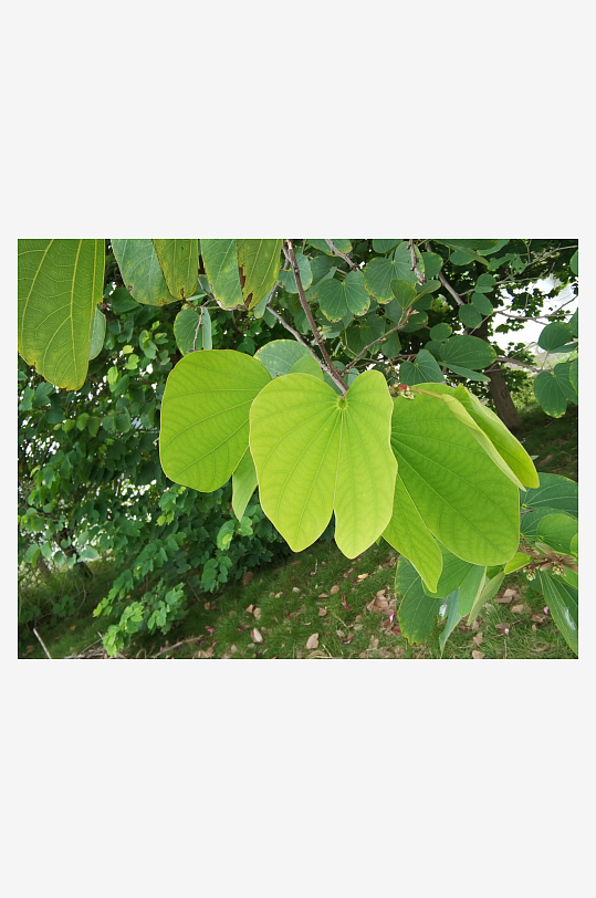 繁茂的羊蹄甲枝叶-众图网
