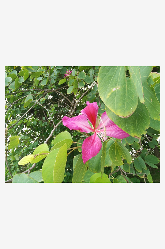 繁茂的羊蹄甲枝叶-众图网