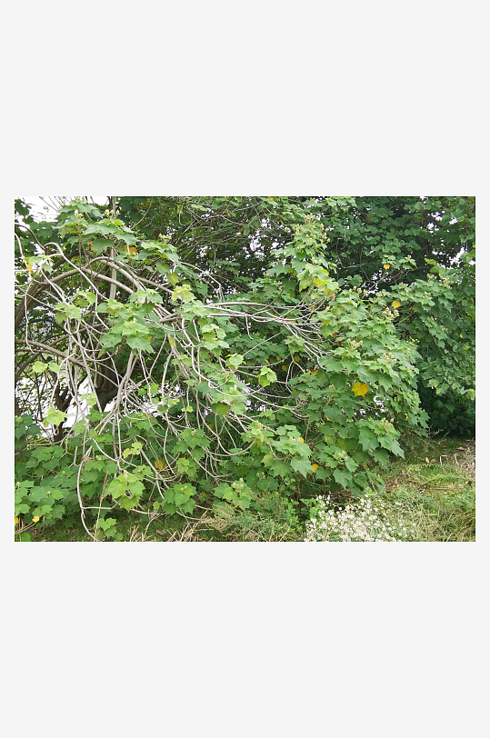 粉色芙蓉花绽放枝头-众图网