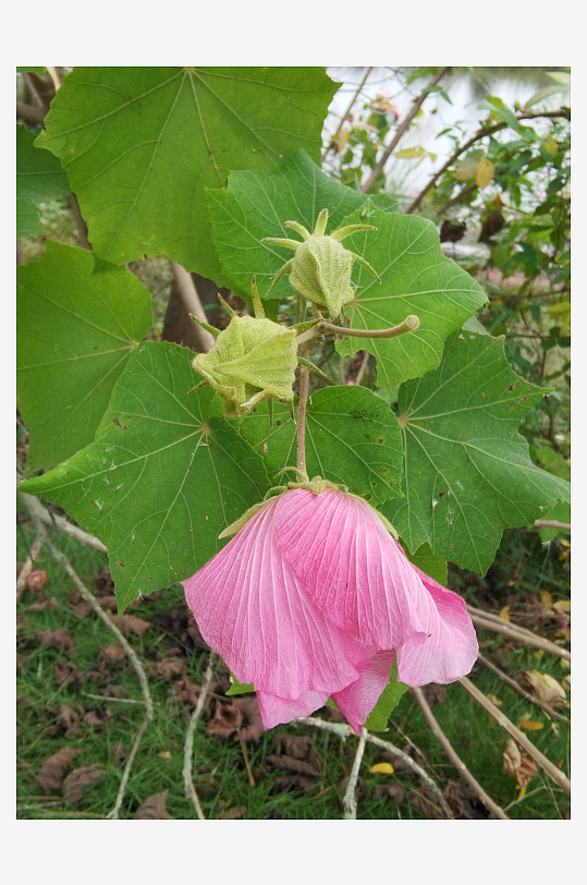 粉色芙蓉花绽放枝头-众图网