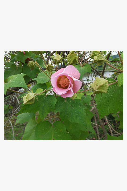 粉色芙蓉花绽放枝头-众图网