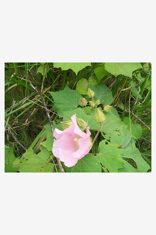 粉色芙蓉花绽放枝头-众图网