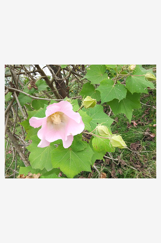 粉色芙蓉花绽放枝头-众图网