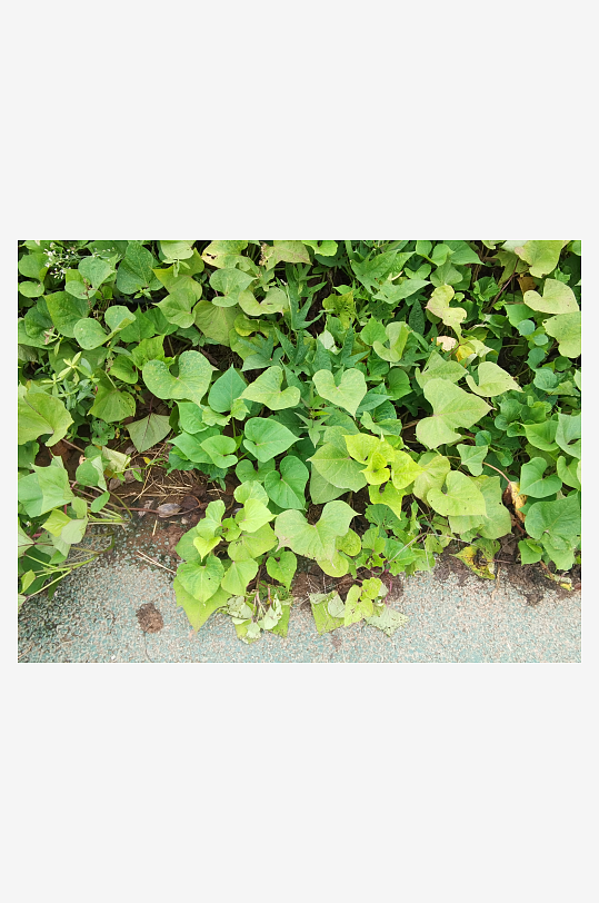 翠绿清新植物繁茂生长-众图网