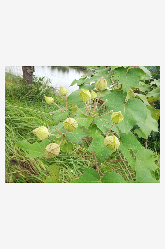 翠绿清新植物繁茂生长-众图网