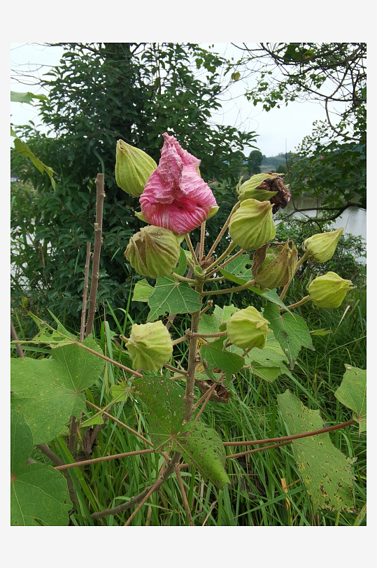 翠绿清新植物繁茂生长-众图网