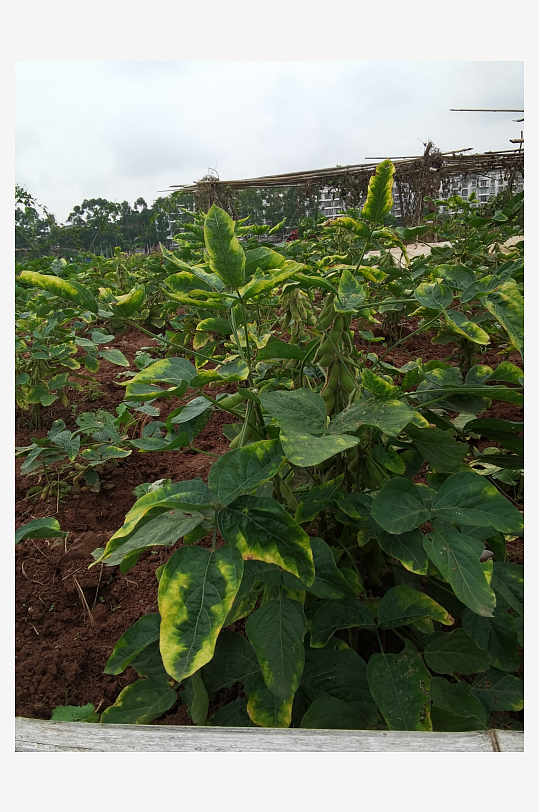 翠绿清新植物繁茂生长-众图网