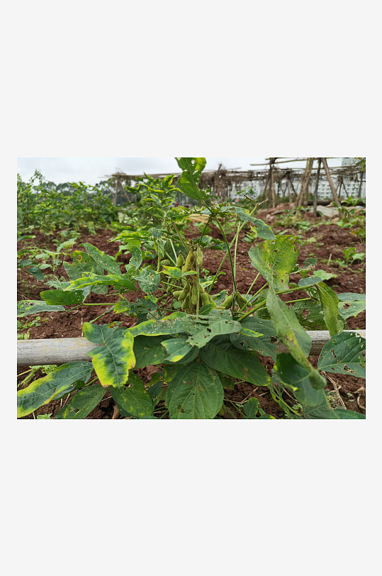 翠绿清新植物繁茂生长-众图网