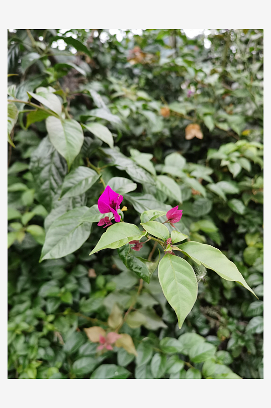 多彩艳丽绽放的花卉-众图网