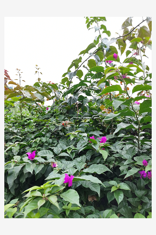 多彩艳丽绽放的花卉-众图网