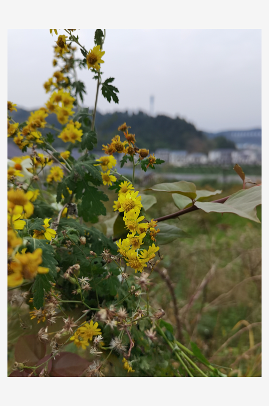 多彩艳丽绽放的花卉-众图网