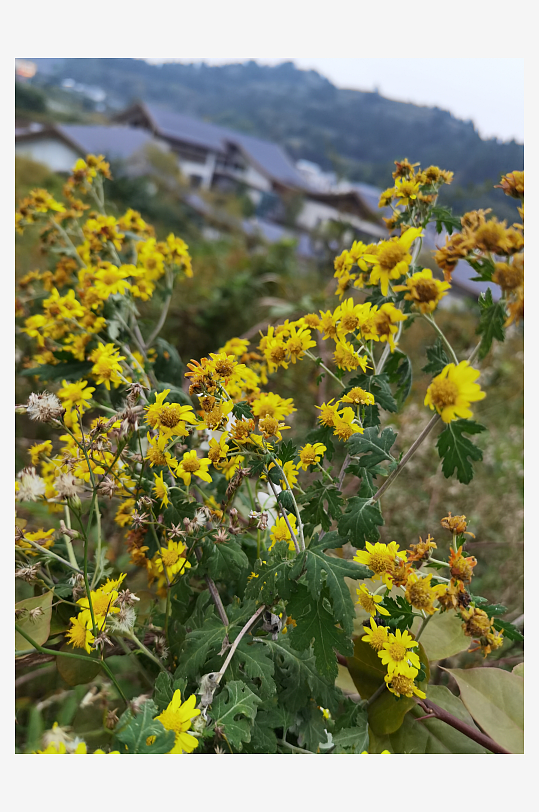 多彩艳丽绽放的花卉-众图网
