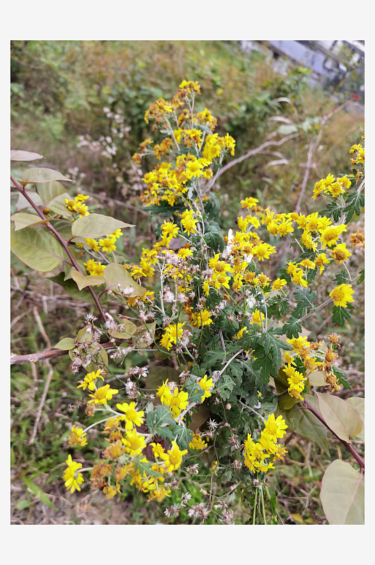 多彩艳丽绽放的花卉-众图网