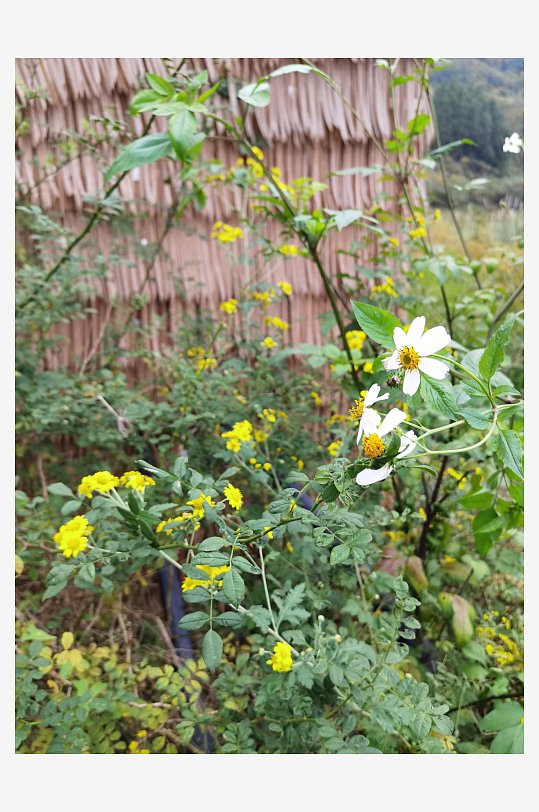 多彩艳丽绽放的花卉-众图网