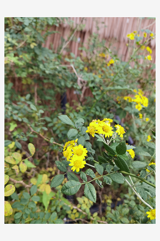 多彩艳丽绽放的花卉-众图网