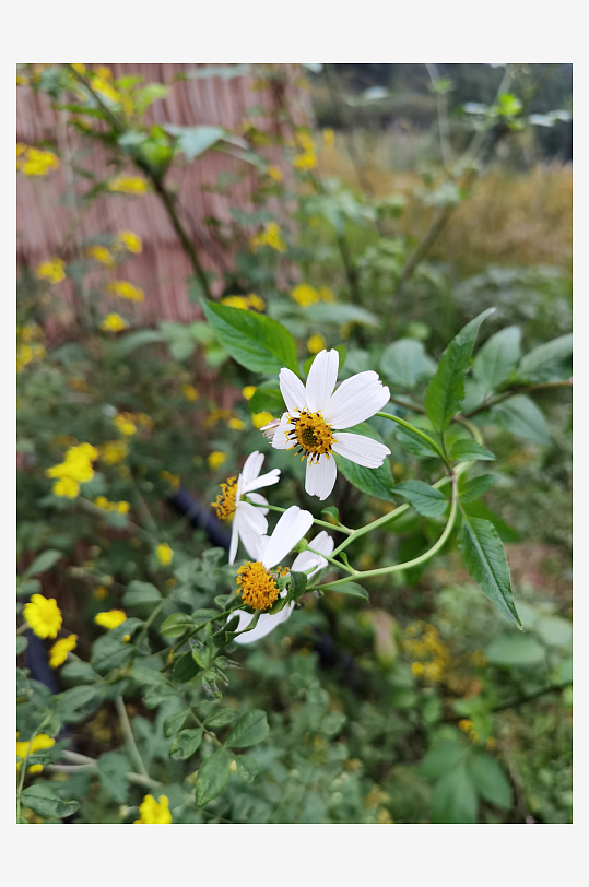 多彩艳丽绽放的花卉-众图网